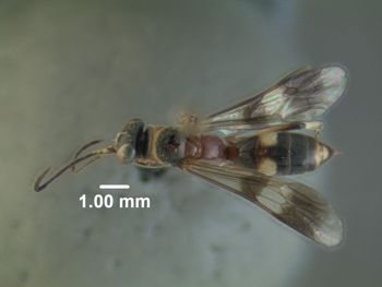 Media type: image;   Entomology 31320 Aspect: habitus dorsal view